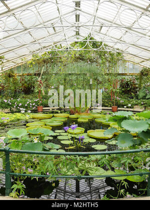 Lily Pads und Grün Stockfoto