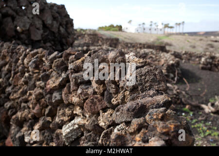 Detail eines typischen schwarzen Lava stein Mauer zum Schutz der Reben vor dem Wind, auf einem Feld der Insel Lanzarote, Spanien. Stockfoto