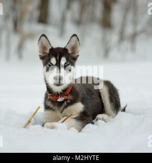 Siberian Husky im Schnee An einem Wintertag Stockfoto