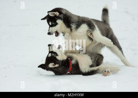 Siberian Husky Spielen im Schnee im Winter Tag Stockfoto