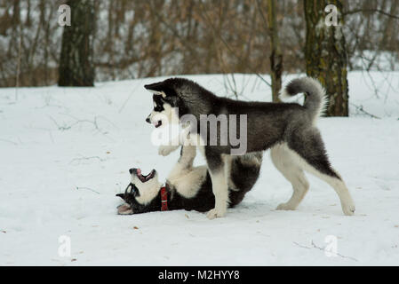 Siberian Husky Spielen im Schnee im Winter Tag Stockfoto