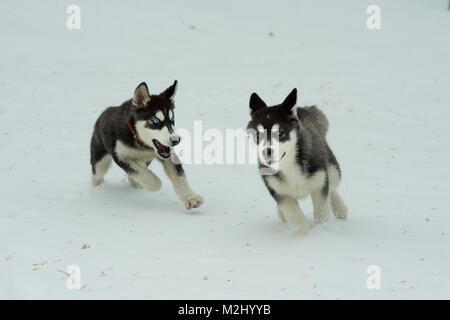 Siberian Husky Spielen im Schnee im Winter Tag Stockfoto