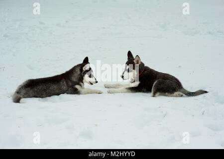 Siberian Husky Spielen im Schnee im Winter Tag Stockfoto