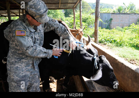 Kapitän Dan Crowell von Lamoille, Nev impft eine Kuh in El Salvador. Die 993Rd Medical Detachment (Veterinärdienste) trat der 349 Combat Support Hospital für zwei Woche medizinische Mission in El Salvador. - Foto: Staff Sgt. Kristen König 349 MEDRETE in San Vicente (44 von 88) 807 MCDS Stockfoto