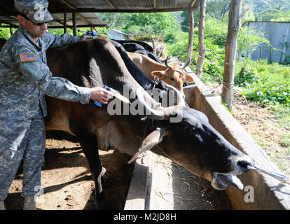 Kapitän Dan Crowell von Lamoille, Nev impft eine Kuh in El Salvador. Die 993Rd Medical Detachment (Veterinärdienste) trat der 349 Combat Support Hospital für zwei Woche medizinische Mission in El Salvador. - Foto: Staff Sgt. Kristen König 349 MEDRETE in San Vicente (48 von 88) 807 MCDS Stockfoto