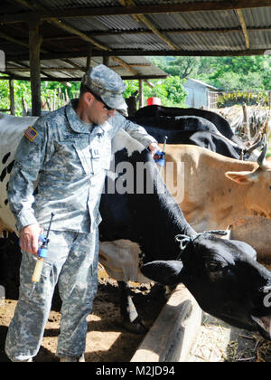 Kapitän Dan Crowell von Lamoille, Nev impft eine Kuh in El Salvador. Die 993Rd Medical Detachment (Veterinärdienste) trat der 349 Combat Support Hospital für zwei Woche medizinische Mission in El Salvador. - Foto: Staff Sgt. Kristen König 349 MEDRETE in San Vicente (51 von 88) 807 MCDS Stockfoto