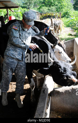 Kapitän Dan Crowell von Lamoille, Nev impft eine Kuh in El Salvador. Die 993Rd Medical Detachment (Veterinärdienste) trat der 349 Combat Support Hospital für zwei Woche medizinische Mission in El Salvador. - Foto: Staff Sgt. Kristen König 349 MEDRETE in San Vicente (57 von 88) 807 MCDS Stockfoto