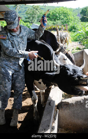 Kapitän Dan Crowell von Lamoille, Nev impft eine Kuh in El Salvador. Die 993Rd Medical Detachment (Veterinärdienste) trat der 349 Combat Support Hospital für zwei Woche medizinische Mission in El Salvador. - Foto: Staff Sgt. Kristen König 349 MEDRETE in San Vicente (58 von 88) 807 MCDS Stockfoto