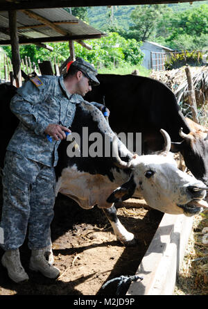 Kapitän Dan Crowell von Lamoille, Nev impft eine Kuh in El Salvador. Die 993Rd Medical Detachment (Veterinärdienste) trat der 349 Combat Support Hospital für zwei Woche medizinische Mission in El Salvador. - Foto: Staff Sgt. Kristen König 349 MEDRETE in San Vicente (59 von 88) 807 MCDS Stockfoto