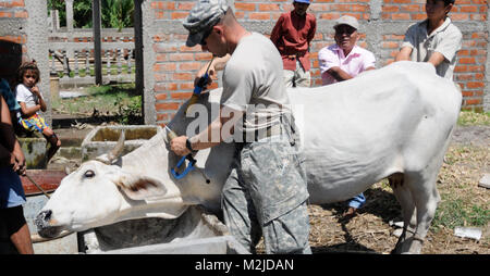 Kapitän Dan Crowell von Lamoille, Nev impft eine Kuh in El Salvador. Die 993Rd Medical Detachment (Veterinärdienste) trat der 349 Combat Support Hospital für zwei Woche medizinische Mission in El Salvador. - Foto: Staff Sgt. Kristen König 349 MEDRETE in San Vicente (66 von 88) 807 MCDS Stockfoto