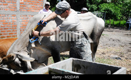 Kapitän Dan Crowell von Lamoille, Nev impft eine Kuh in El Salvador. Die 993Rd Medical Detachment (Veterinärdienste) trat der 349 Combat Support Hospital für zwei Woche medizinische Mission in El Salvador. - Foto: Staff Sgt. Kristen König 349 MEDRETE in San Vicente (69 von 88) 807 MCDS Stockfoto