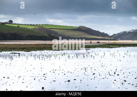 Eine Herde von Möwen Möwen Seevögel Vögel im Wattenmeer bei Ebbe auf dem Fluss Gannel in Newquay Cornwall. Stockfoto