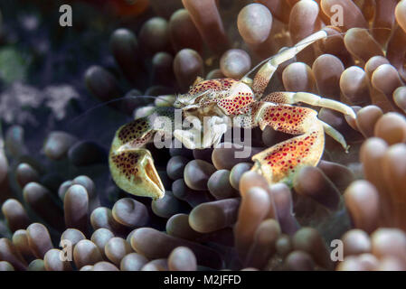 Porzellan Krabben (neopetrolisthes Maculatus) im animones. Celebes Meer, Insel Sipadan, Malaysia Stockfoto