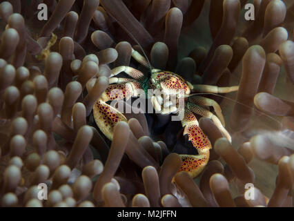 Porzellan Krabben (neopetrolisthes Maculatus) im animones. Celebes Meer, Insel Sipadan, Malaysia Stockfoto