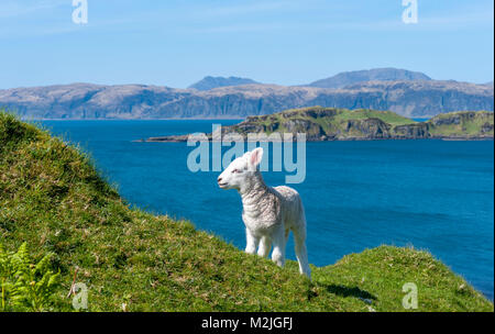 Junge Frühling Lämmer auf Seil Insel Blick auf die Insel Mull Stockfoto