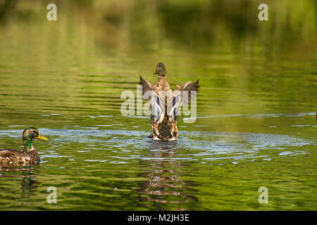 Versuch, Start in den Teich. Stockfoto