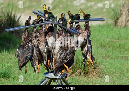 Ausbildung Enten Stockfoto