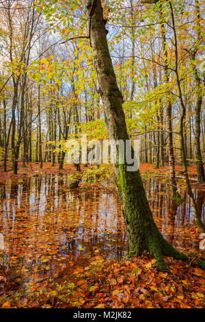 Moosigen Baum im herbstlichen Wald. Stockfoto