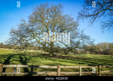 Eine herrliche alte Eiche in einem Land Park Stockfoto
