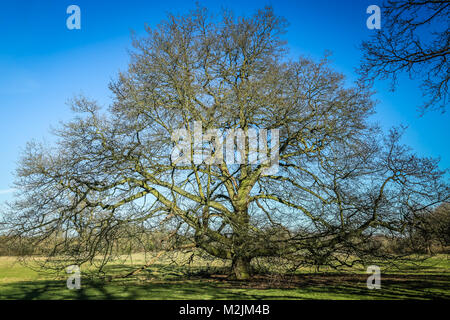 Eine herrliche alte Eiche in einem Land Park Stockfoto