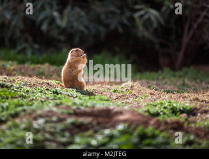 Cute Schwarz tailed prairie dog, ständigen und Essen in der Sonne Stockfoto