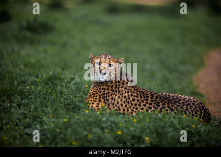 Schönen wilden Geparden auf grünen Feldern, in der Nähe von Stockfoto
