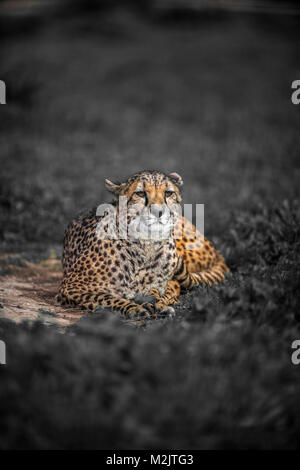 Schönen wilden Geparden auf grünen Feldern, in der Nähe von Stockfoto