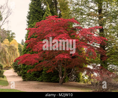 Japanische Rote Ahorn Acer Baum in voller Blätter in Sheffield Park Gardens in Kent, England, Großbritannien Stockfoto