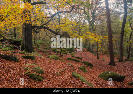Ein uraltes Waldgebiet der Padley Gorge im Hope Valley des Peak District National Park England.UK Stockfoto