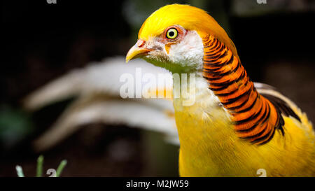 Gelb Goldener Fasan männlich Studie in close-up Perspektive geschossen mit unscharfem Hintergrund. Stockfoto