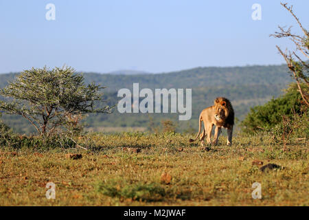 Stark Löwe auf der Pirsch in buschland an Mkuse fällt Private Game Reserve Kwazulu-Natal Provinz, Südafrika gezeichnet Stockfoto