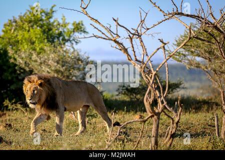 Stark Löwe auf der Pirsch in buschland an Mkuse fällt Private Game Reserve Kwazulu-Natal Provinz, Südafrika gezeichnet Stockfoto