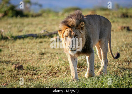 Stark Löwe auf der Pirsch in buschland an Mkuse fällt Private Game Reserve Kwazulu-Natal Provinz, Südafrika gezeichnet Stockfoto