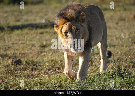 Stark Löwe auf der Pirsch in buschland an Mkuse fällt Private Game Reserve Kwazulu-Natal Provinz, Südafrika gezeichnet Stockfoto