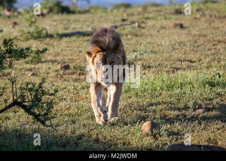 Stark Löwe auf der Pirsch in buschland an Mkuse fällt Private Game Reserve Kwazulu-Natal Provinz, Südafrika gezeichnet Stockfoto