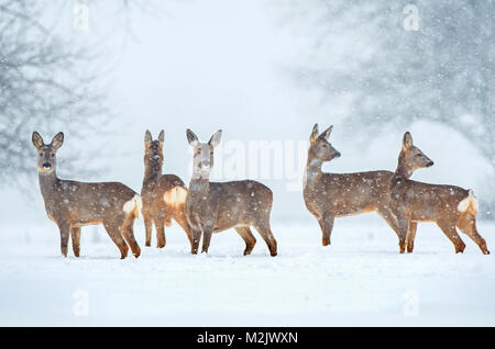 Rehe Herde in einem Feld bei Schneefall Stockfoto