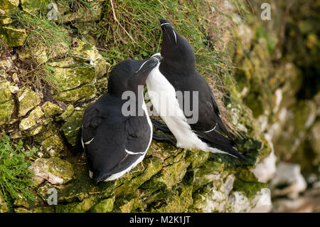 Tordalk (Alca torda), nach Paar in Zucht Gefieder, in der gegenseitigen Gefiederpflege engagiert, auch als allopreening bekannt, auf die Klippen bei RSPB Bempton Cliffs, Stockfoto