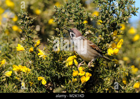 Feldsperling (Passer montanus), Erwachsener, Fütterung mit Knospen der stechginster (Ulex europaeus) bei RSPB Bempton Cliffs, East Yorkshire. März. Stockfoto