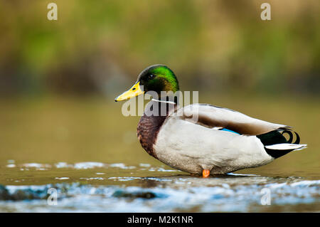 Stockente (Anas platyrhynchos) erwachsenen männlichen Waten im Fluss Skell in der Nähe von Bedale, North Yorkshire. März. Stockfoto