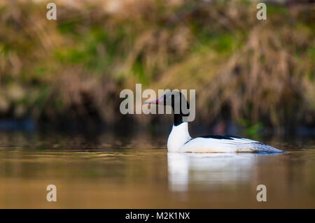 Gänsesäger (Mergus Merganser) männlichen Erwachsenen Schwimmen auf dem Fluss Skell in der Nähe von Bedale, North Yorkshire. März. Stockfoto