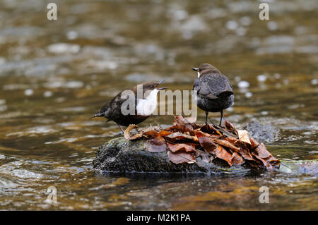 Pendelarme (Cinclus cinclus), zwei Erwachsene, ein Gesang, thront auf einem Blatt - bedeckte Felsen im Fluss Skell in der Nähe von Bedale, North Yorkshire. März. Stockfoto