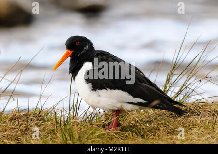 Austernfischer (Haematopus ostralegus), Erwachsener, stehend am Ufer des Lochindorb, Morayshire, Schottland. März. Stockfoto