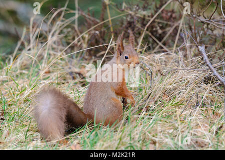 Eichhörnchen (Sciurus vulgaris), nahrungssuche am Boden in langen Gras am Loch Garten, Inverness-shire, Schottland. März. Stockfoto