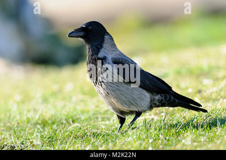 Nebelkrähe (Corvus cornix), Erwachsene gehen über eine Wiese in Findhorn, Morayshire, Schottland. März. Stockfoto