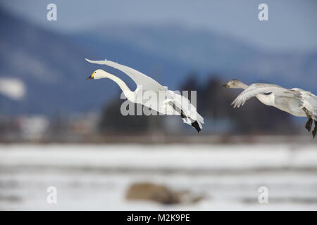 Tundra Schwan (Cygnus columbianus) in Japan Stockfoto