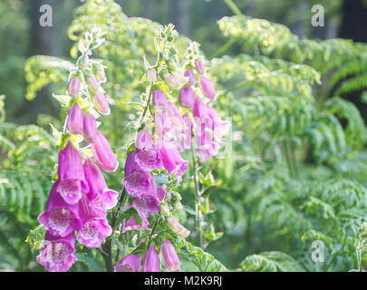 Violett, Wald, Blumen, aufgehellt von morgen Licht im Nationalpark Lake District, Cumbria, Vereinigtes Königreich. Frühling Uk, Natur uk. Wilde Blumen, England. Stockfoto