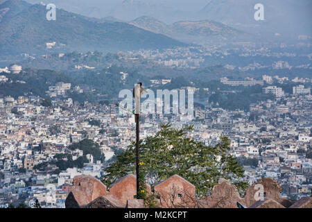 Grau langur in Udaipur, Rajasthan, Indien Stockfoto