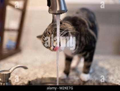 Katze trinkt Wasser aus der Küche Stockfoto