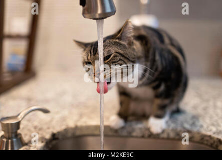 Katze Trinkwasser aus Küche Wasserhahn Stockfoto