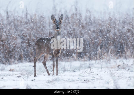 Wilde Rehe in einem Schneesturm Stockfoto